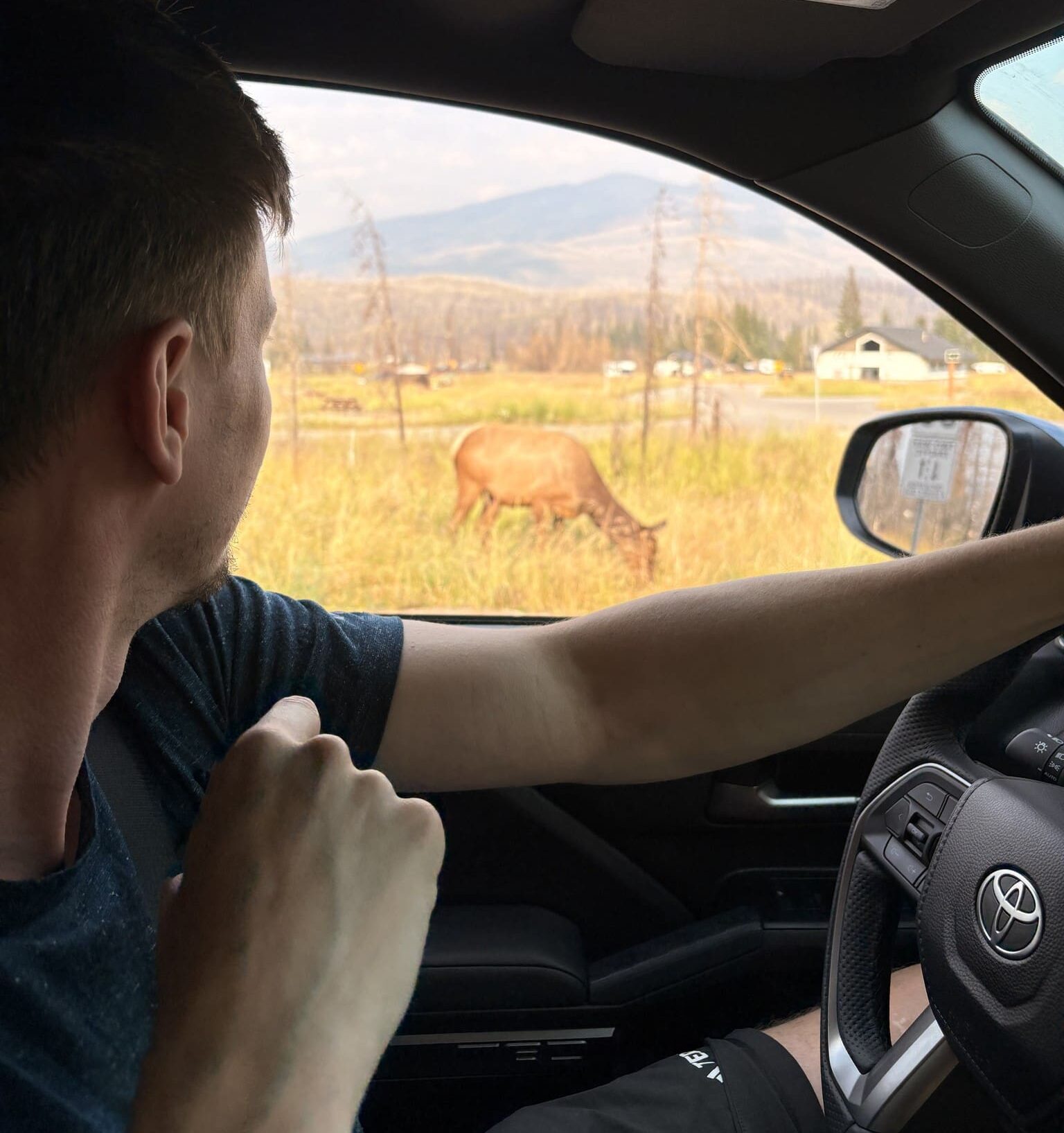 man in car watching an elk in a field in Canada